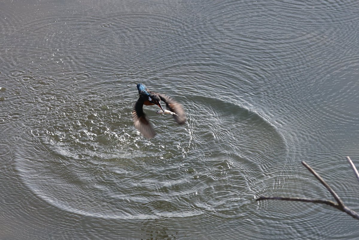 yamaB747's tweet image. カメラを変えて撮って見たかったカワセミを撮影してきました😊
やっぱり新しいカメラのAFは凄いですね～‼️
初めて水面の写真が撮れたので、次回は飛び込みを頑張ろうーと😁

#カワセミ
#EOSR6mark2