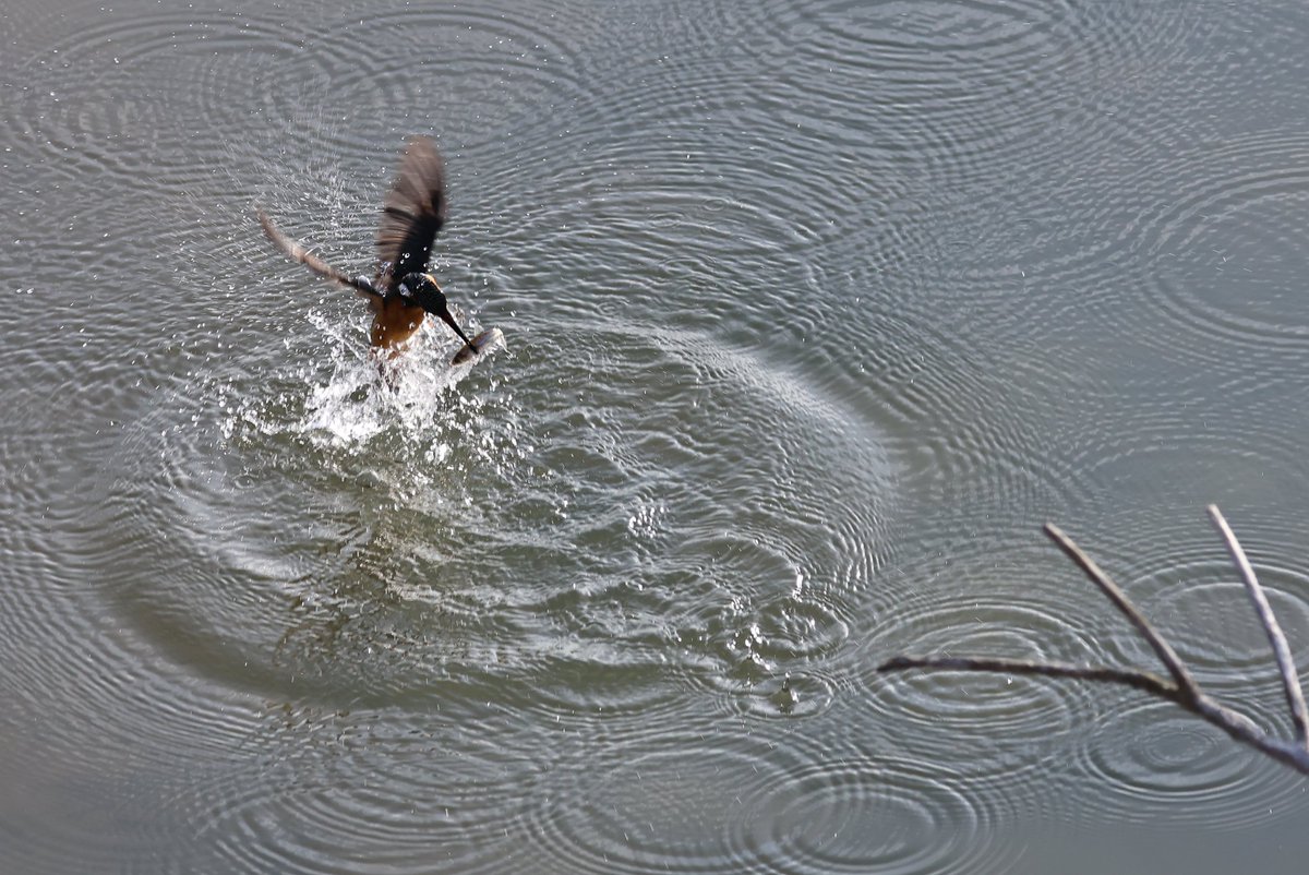 yamaB747's tweet image. カメラを変えて撮って見たかったカワセミを撮影してきました😊
やっぱり新しいカメラのAFは凄いですね～‼️
初めて水面の写真が撮れたので、次回は飛び込みを頑張ろうーと😁

#カワセミ
#EOSR6mark2