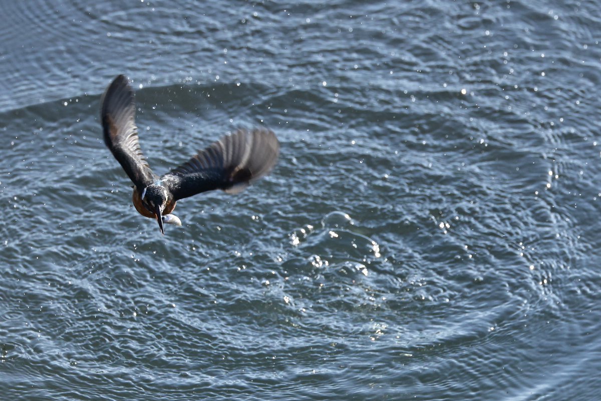 yamaB747's tweet image. カメラを変えて撮って見たかったカワセミを撮影してきました😊
やっぱり新しいカメラのAFは凄いですね～‼️
初めて水面の写真が撮れたので、次回は飛び込みを頑張ろうーと😁

#カワセミ
#EOSR6mark2