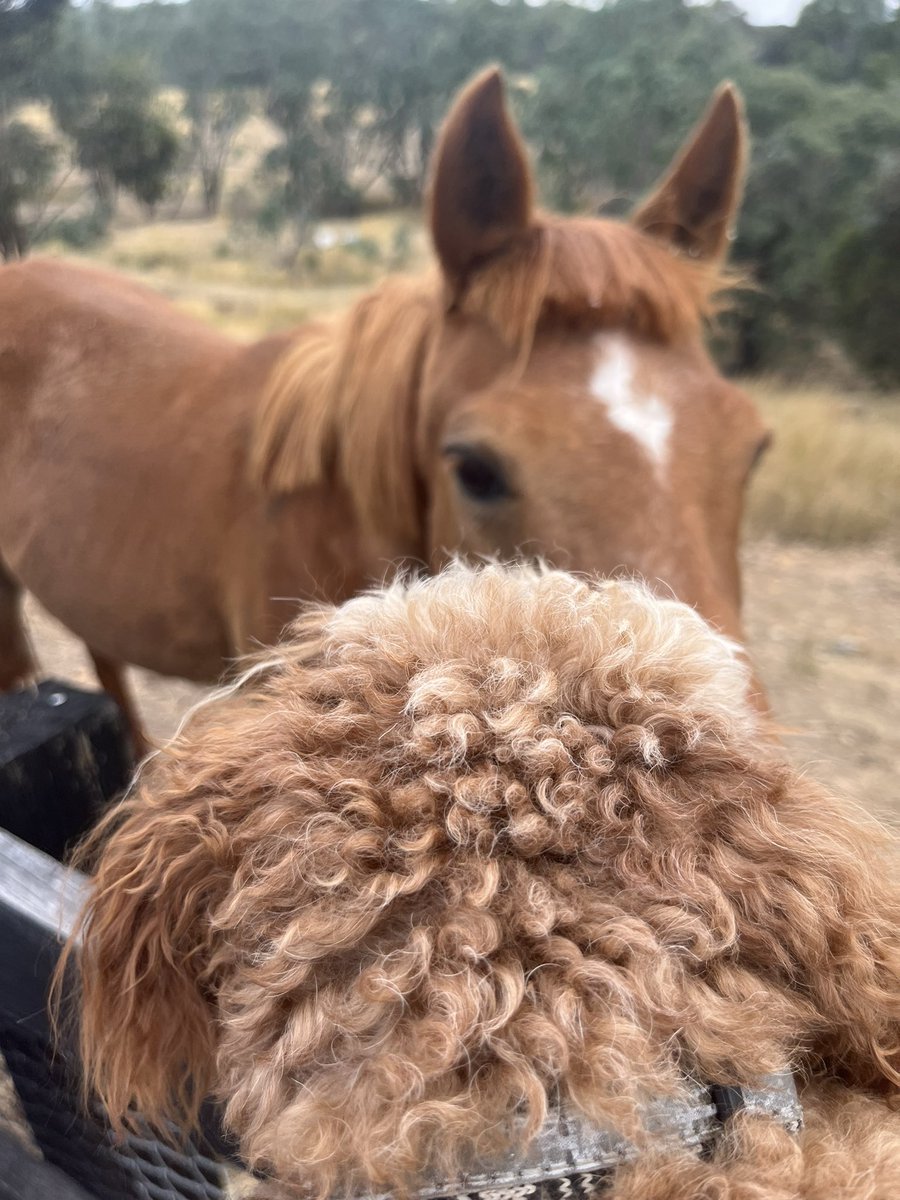 JasperMax4's tweet photo. Met some new friends today https://t.co/1DgZFfcbRY