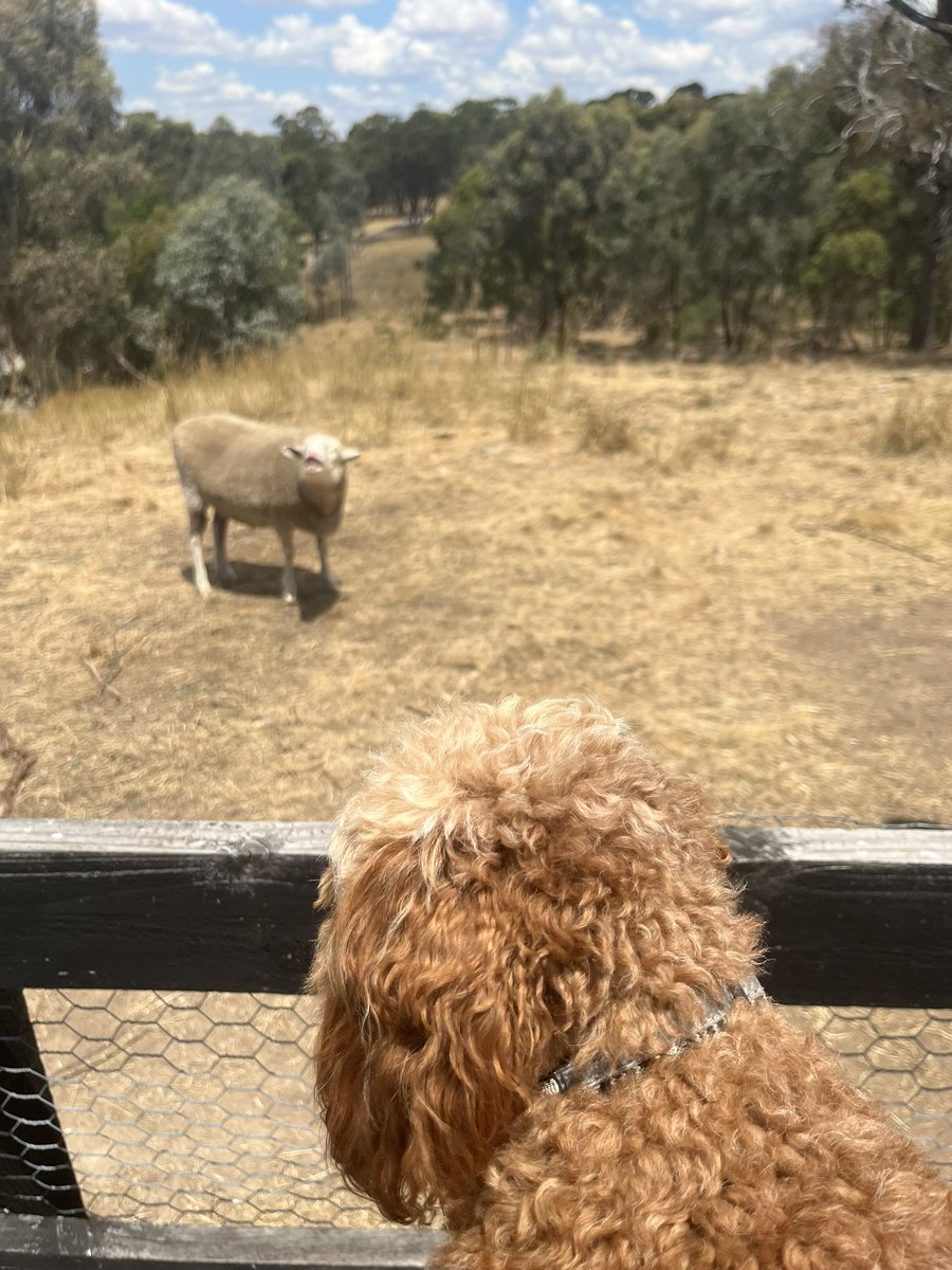 JasperMax4's tweet photo. Met some new friends today https://t.co/1DgZFfcbRY
