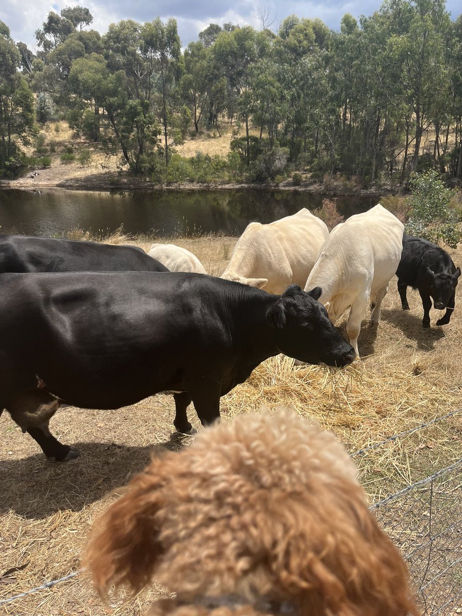 JasperMax4's tweet photo. Met some new friends today https://t.co/1DgZFfcbRY