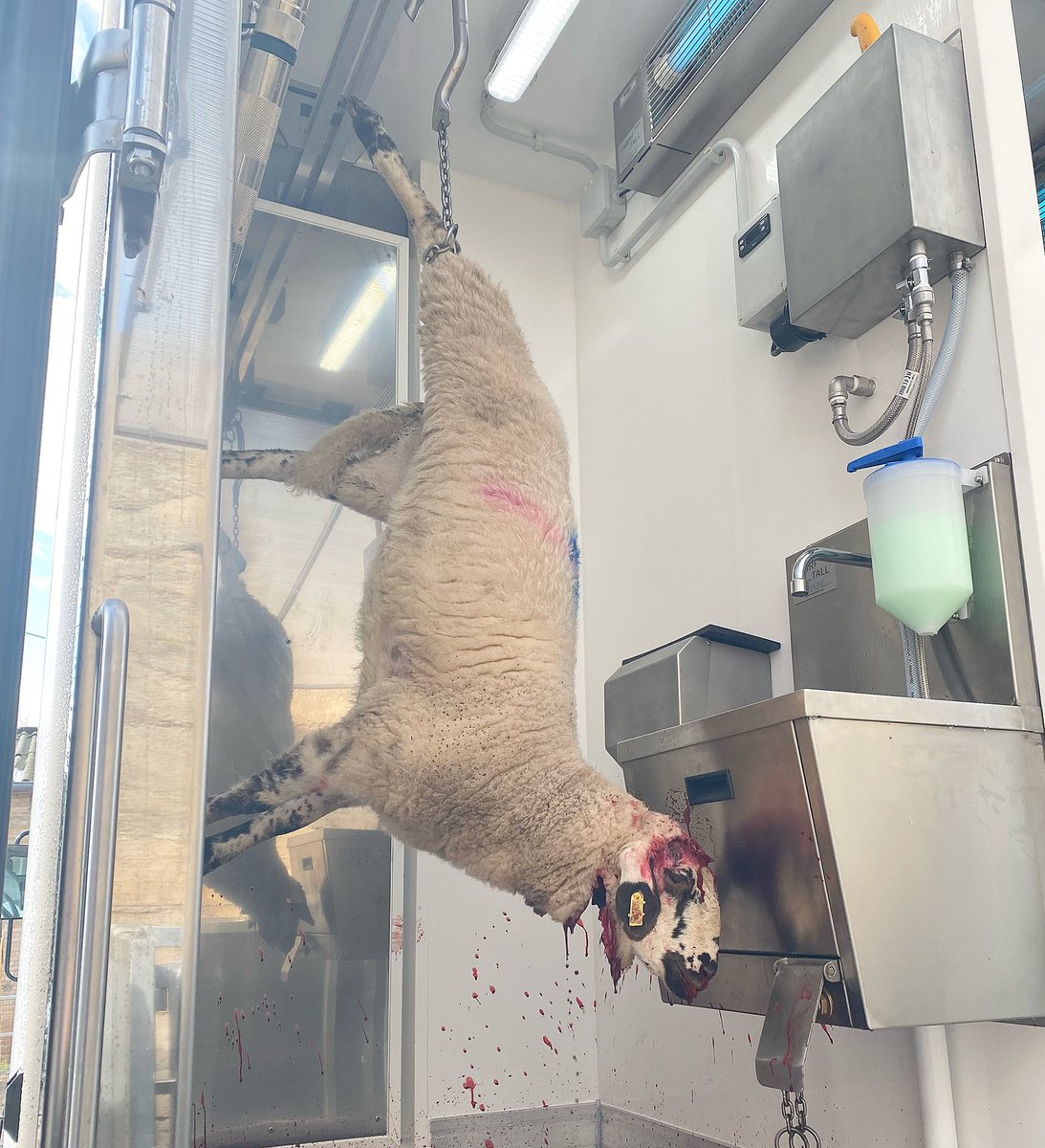 MobilSlaughter's tweet image. In many #rural areas, the mobile #slaughterhouses are the only guarantee of continuity for many farms. #farmer #ovin
