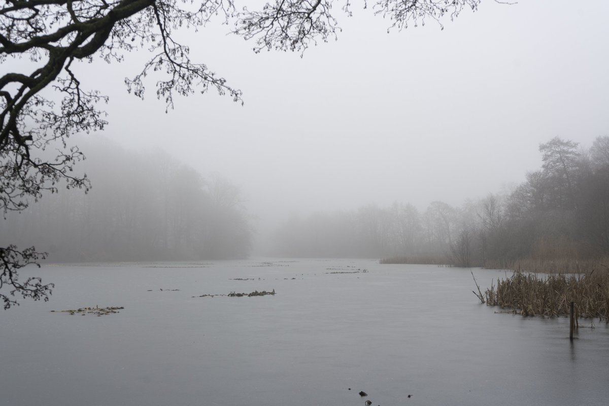DorteHedengran's tweet photo. Another misty day in DK ☁️

#Denmark #NaturePhotography #SonyAlpha #photooftheday #January22th #SundayVibes #SundayMorning #Sunday #Misty 

📸 Dorte Hedengran https://t.co/Xnlhh4MYRs