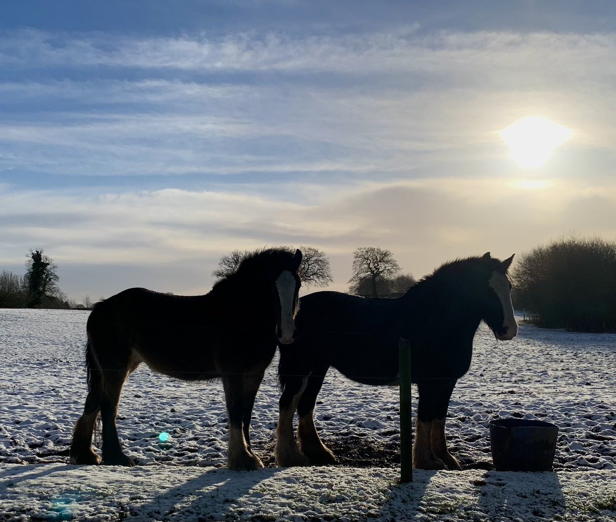 #FOALWATCH2023 Good morning gorgeous girls ❤️❤️❤️ #mares #foals #shirehorses #shires #cheshire #heavyhorses