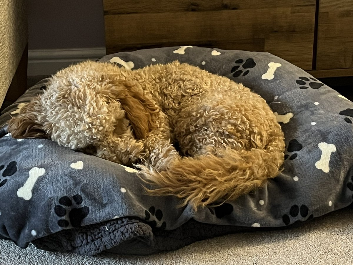 JoHartley3's tweet image. My beautiful boy having a post breakfast nap 🥰🐾 #stanley #cavapoochon #icouldeathim