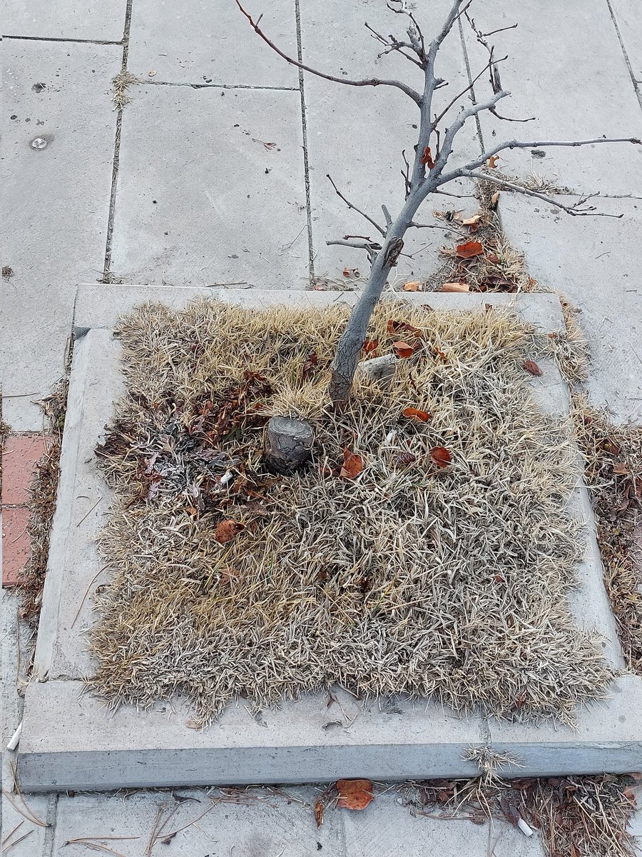 sddkarahime's tweet image. bir ankara sabahı klasiği
#ayaz