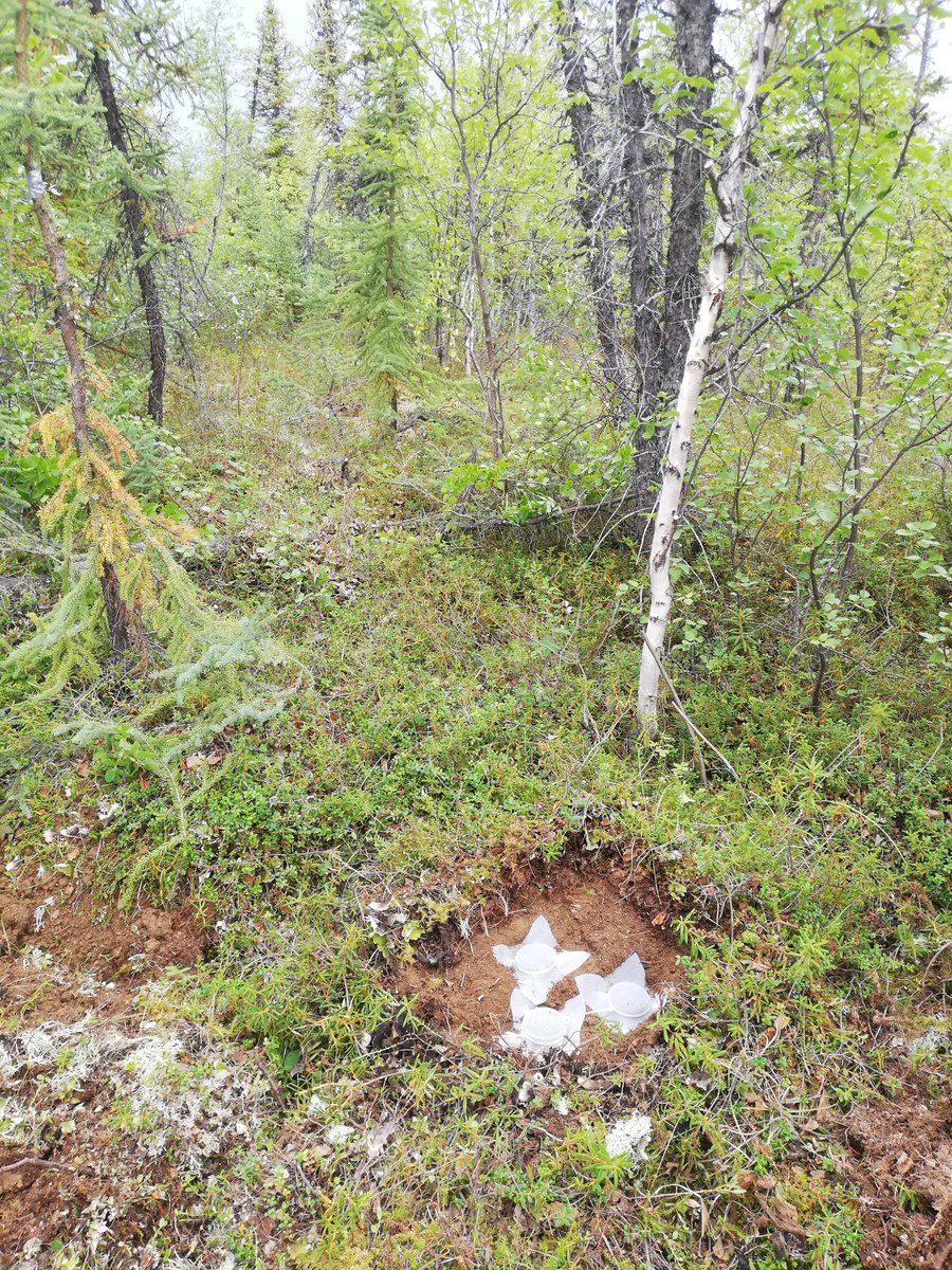 Marcus Schiedung (@mschiedung) on Twitter photo Interested in #permafrost #soils, #carbon & #pyrogeniccarbon dynamics?
Now out: Enhanced loss but limited mobility of pyrogenic and organic matter in continuous permafrost-affected forest soils in <a href="/SoilBiolBiochem/">Soil Biology & Biochemistry Journal</a>
➡️ bit.ly/3J5AJll
Here what we found:
1/ Interested in #permafrost #soils, #carbon & #pyrogeniccarbon dynamics?
Now out: Enhanced loss but limited mobility of pyrogenic and organic matter in continuous permafrost-affected forest soils in <a href="/SoilBiolBiochem/">Soil Biology & Biochemistry Journal</a>
➡️ bit.ly/3J5AJll
Here what we found:
1/