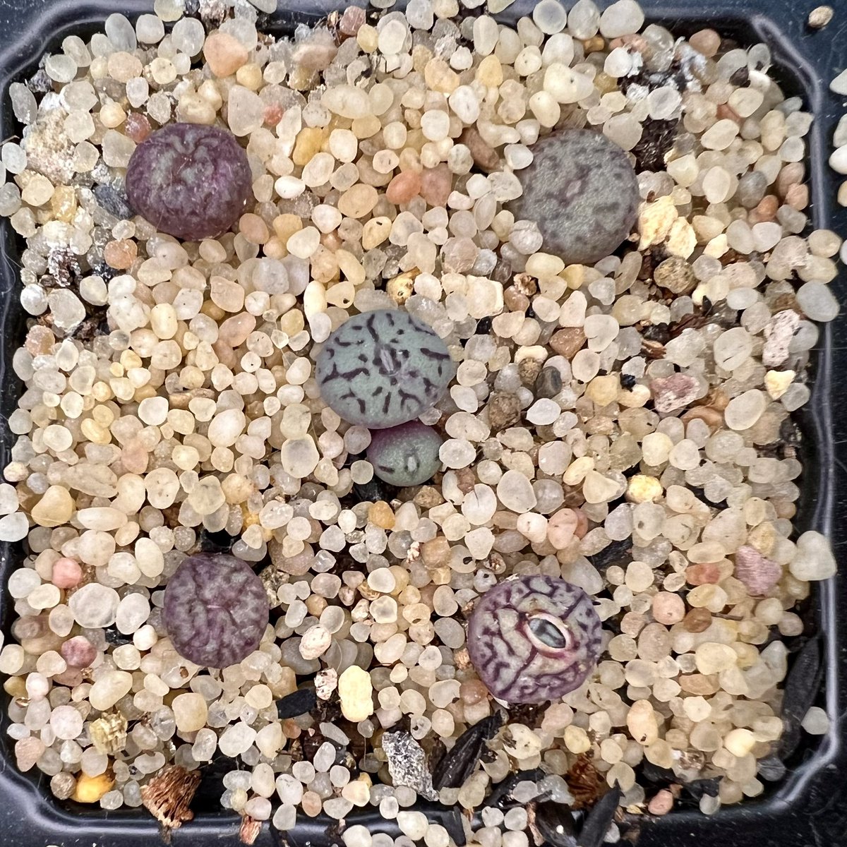 #실생 들은 얼굴이 다 달라서
#탈피 할 때마다 두근두근 해요🌱