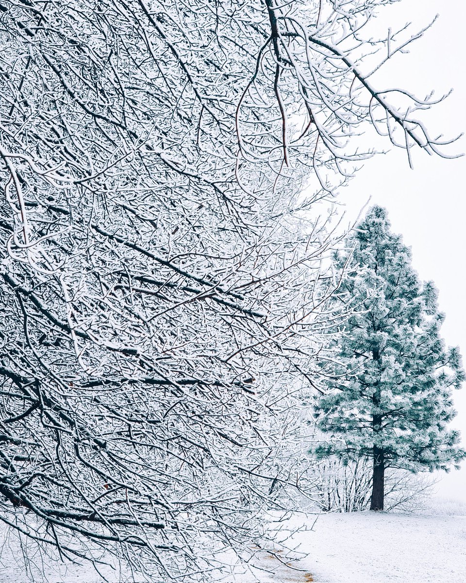 hashtagalek's tweet photo. Obraz po wczorajszym ataku zimy ❄️

📍Pole Mokotowskie, Warszawa https://t.co/BX4qfMFjZ7