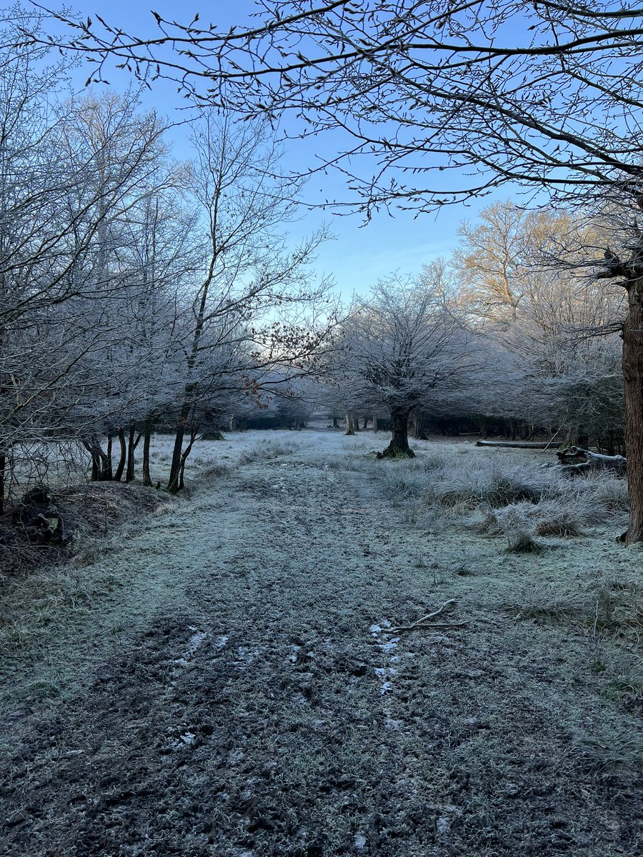 Morning walk in #eppingforest 🥶