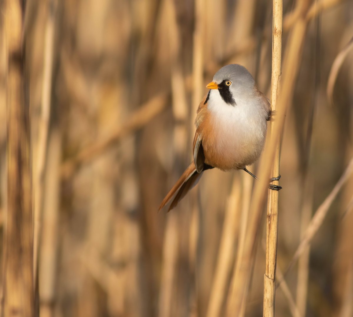 HugojWilson's tweet photo. Bearded tit from yesterday at @RSPBWeymouth https://t.co/fac7Iq67lN