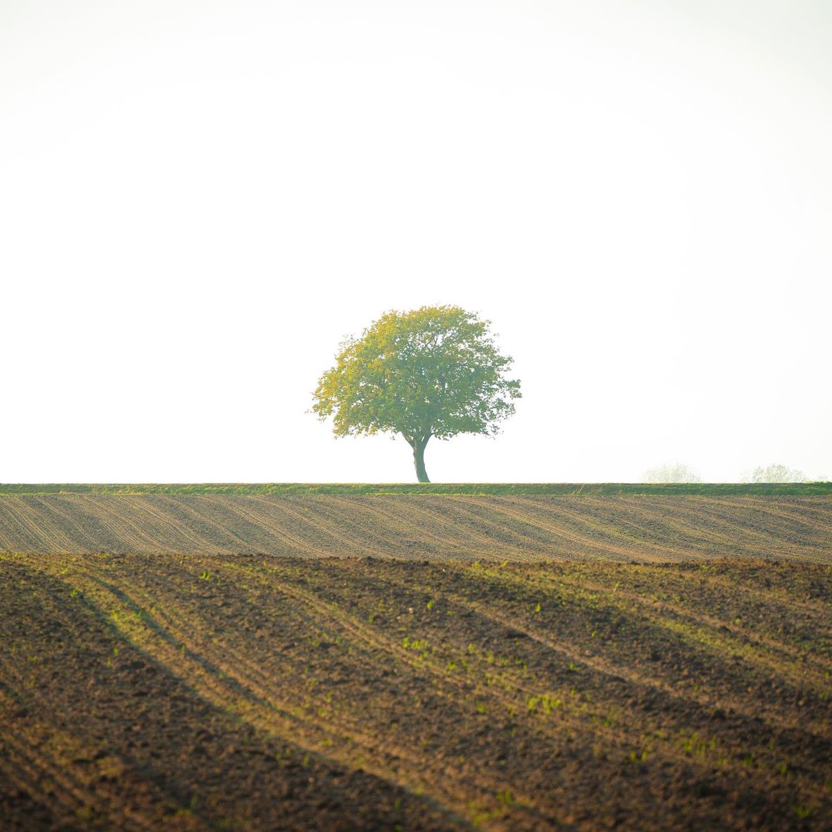herfurthfoto's tweet photo. Lonely Tree 🌳 https://t.co/JiSA1ifgsX