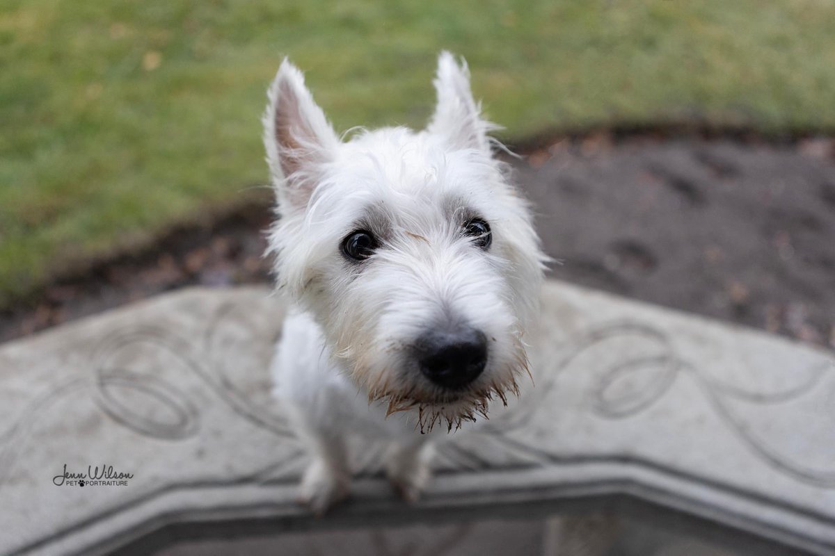 PoundDog911's tweet photo. Name: Duffy
Age: 7mths
Gender: F
Spayed: will be
UTD vaccines: yes
Breed: West Highland Terrier
Colours: white
Coat length: M
House trained: in progress
Special needs: yes
OK with kids: teens
OK with cats/dogs:yes
Microchip: yes
Size: S
Location: Drumbo
Adoption fee: $700 https://t.co/s349QiMf1T