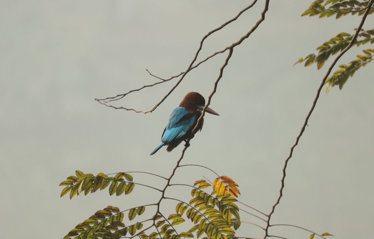 nss5_iitg's tweet photo. Today NSS Unit-5 conducted a wonderful Bird watching activity. @DirectorIITG @_NSSIndia @YASMinistry @nss_iitg @nss_rdguwahati @manabsarma @DIPAKKU93471047
#save_bird #naturelovers #birdwatching https://t.co/oa8z31Z3Vq