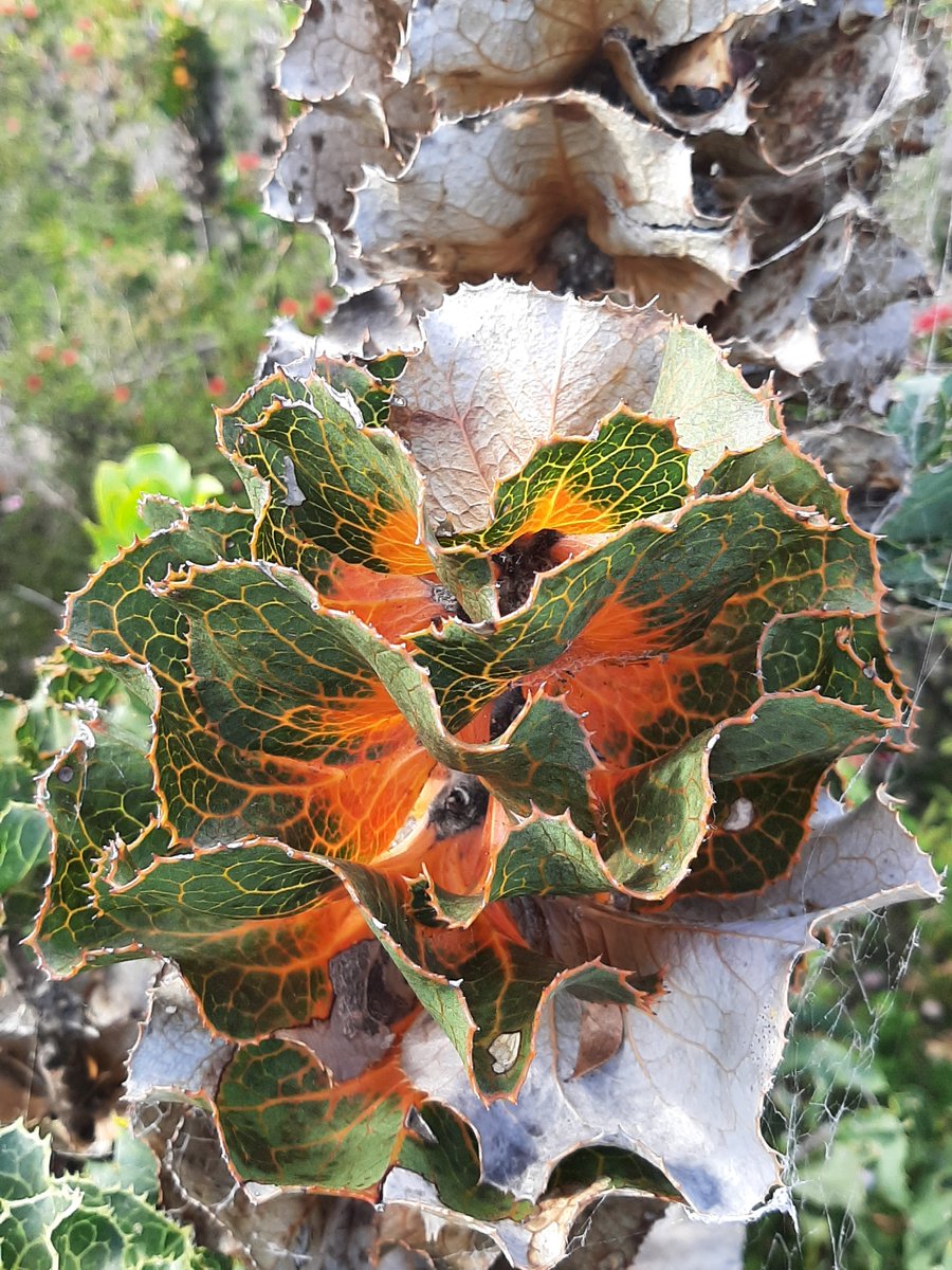 Conserve tweet media