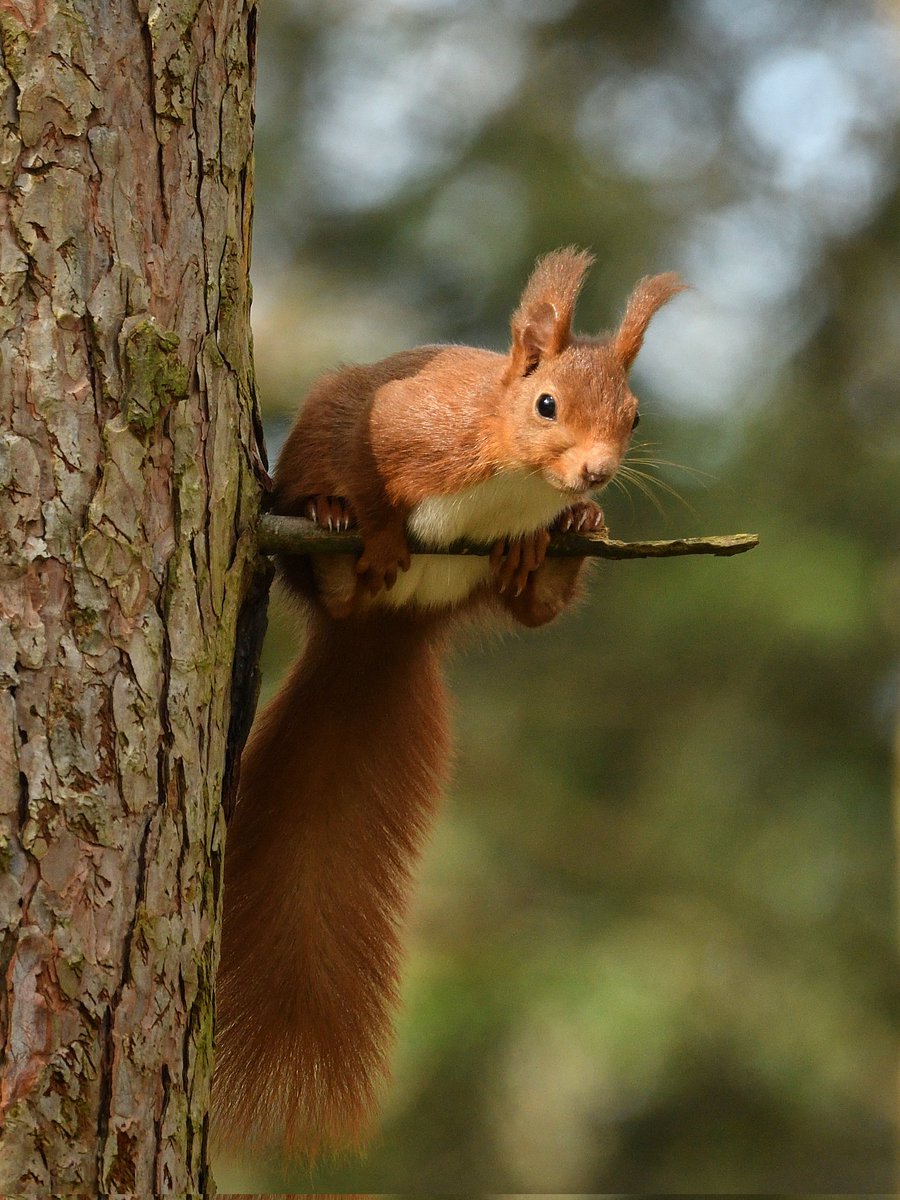 It's Red Squirrel Appreciation Day! 🐿️Amazing animals, Red Squirrels have been around since the end of the last ice age, they can be left- or right-handed, having an exceptional sense of smell they can tell if a nut is rotten without having to open it. #RedSquirrelAppreciationDay