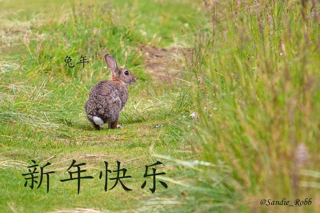 Sandie_Robb's tweet photo. 新年快乐 #兔年 Happy #Chinese new year - year of the rabbit @RZSS #BeyondthePanda #Mandarin #ScotlandLovesLanguages https://t.co/7xrcfRiioN