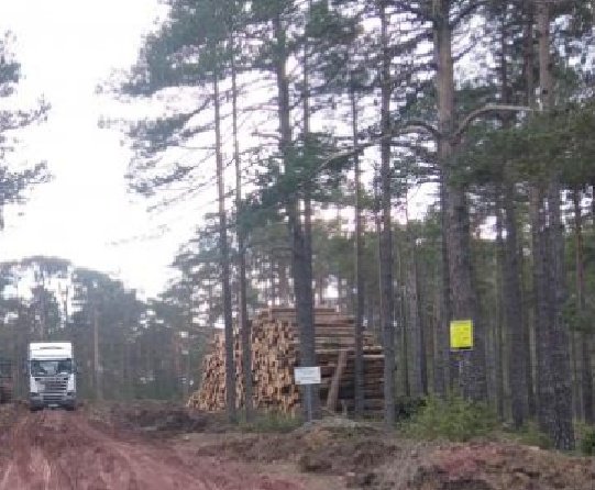 Siempre engañando.
La multa es por un tema puntual y competencial respecto a titularidad de unos pinos apeados en un cauce
Nada que ver con proceso y tipo de corta mecanizada programada, ordenada y autorizada de una reducida parte de pinar en Montes de Utilidad Pública #AltoTajo