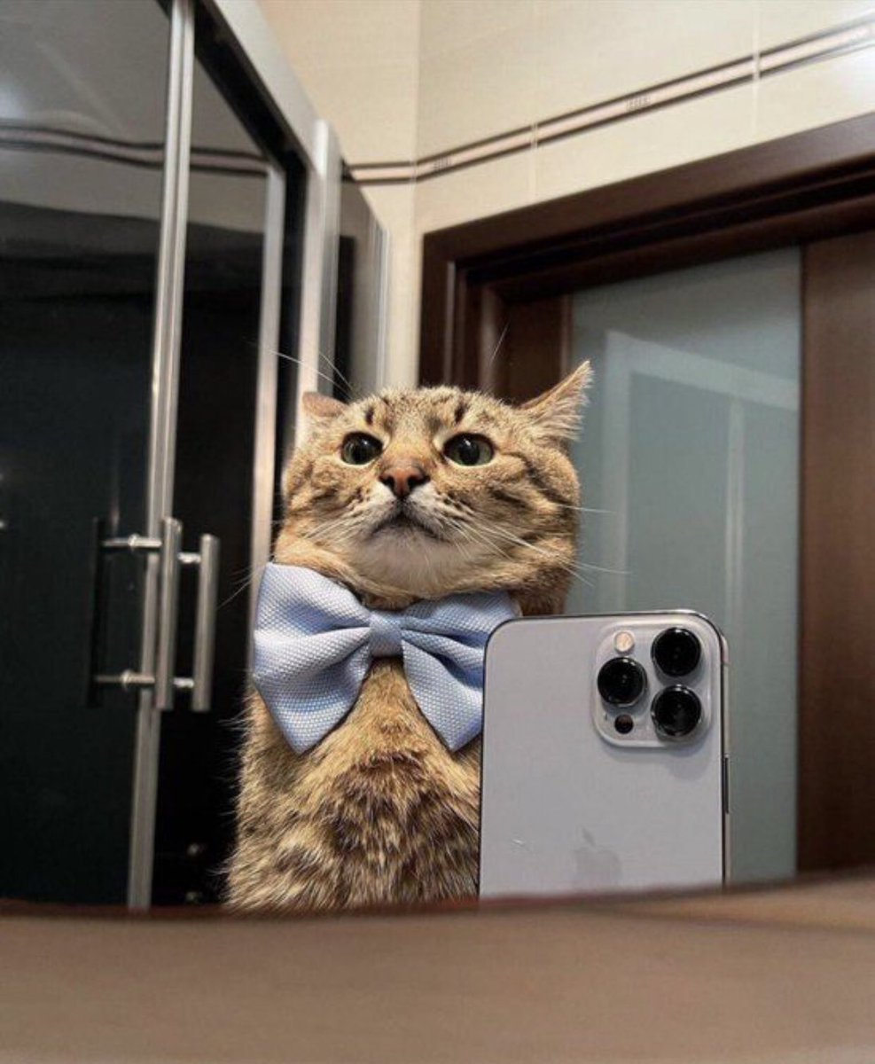 mrtravellercat tweet picture