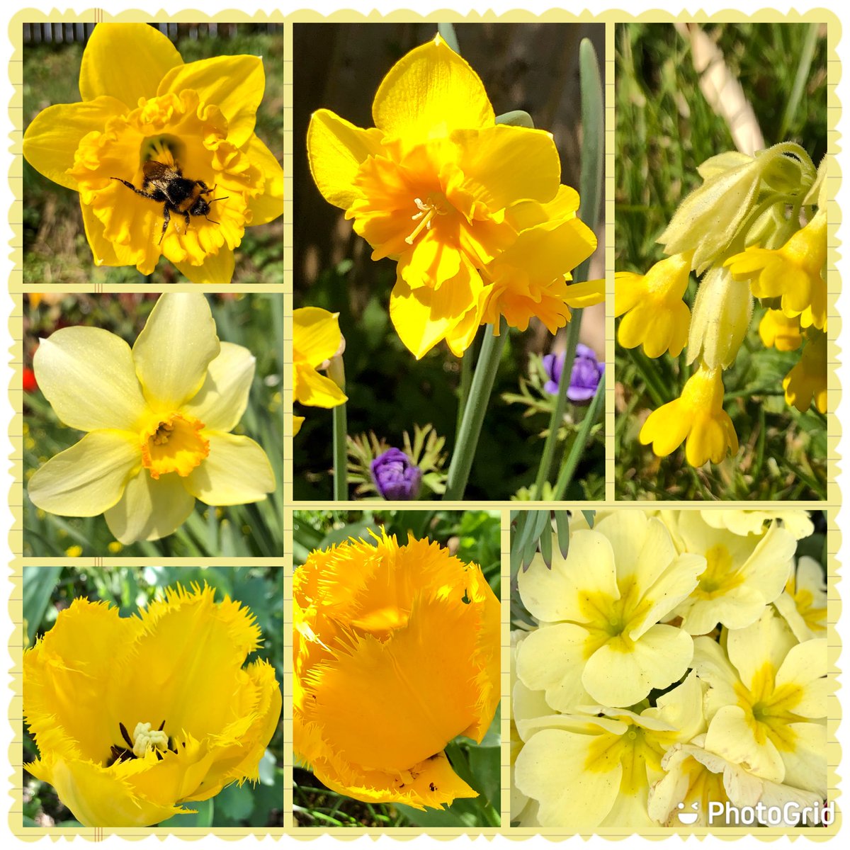 Bright sunshine yellow to look forward to #sundayvibes #SundayYellow #SevenOnSunday #Flowers #gardening #SpringColour