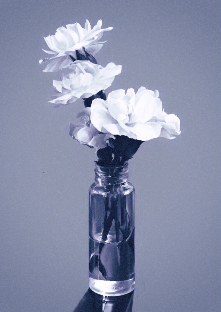 still life no humans flower simple background white flower grey background vase  illustration images