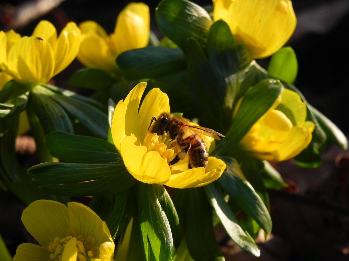 De #winterakoniet (#Eranthisheyemalis) is een vroeg bloeiende #stinzenplant. Op zonnige dagen gaan de bloemen van de winterakoniet mooi openstaan en worden bezocht door bijen, hommels en andere insecten.#ayttablomke