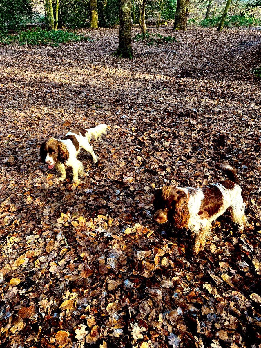 iain_w_anderson's tweet image. Ball games - day 2 - our favourite @joe #jarvis #joejarvis ❤️🐶