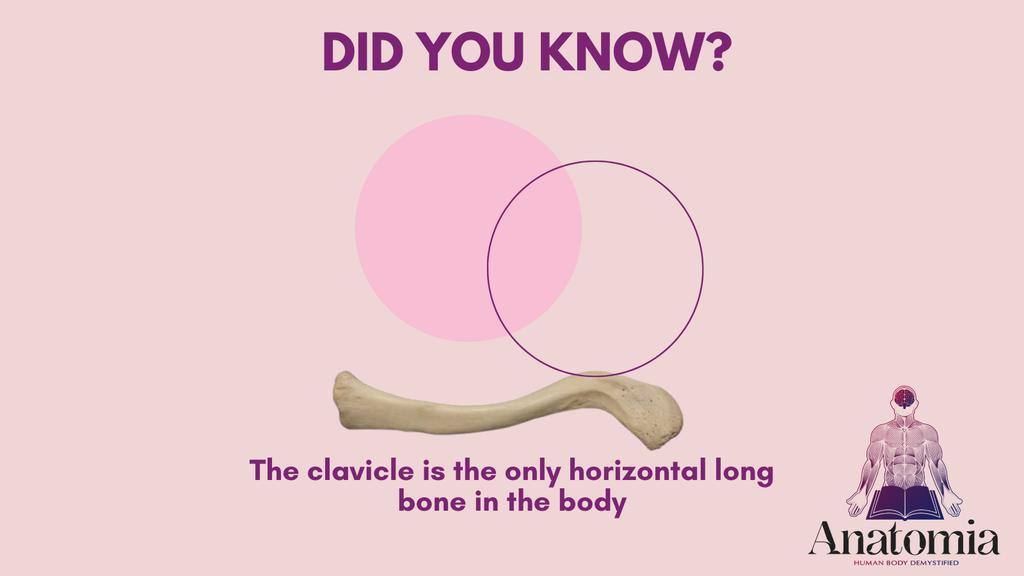 anatomia_ng's tweet photo. Did you know? The clavicle is the only horizontal long bone in the body. #learnanatomy #anatomy #medicine #medicaleducation #humananatomy #anatomyteacher #medicalstudents https://t.co/7BCqkZjZnU
