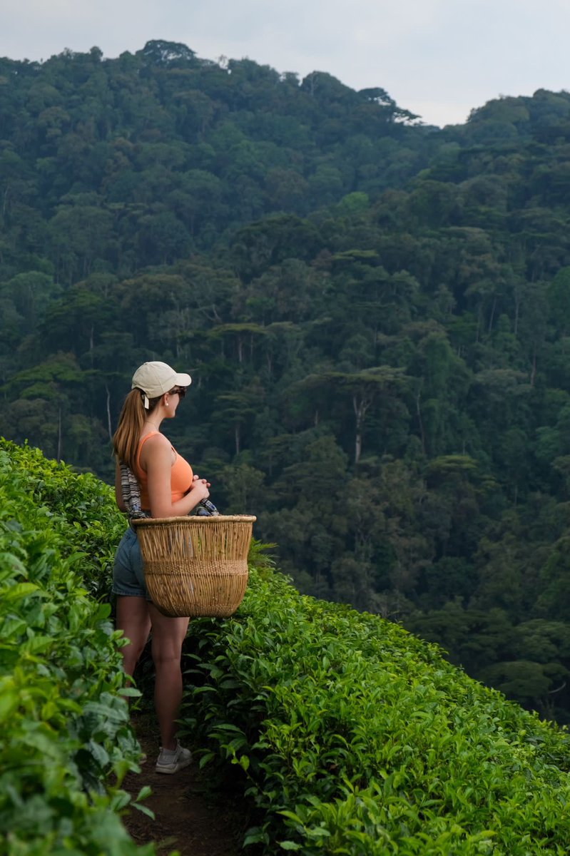 tina_katushabe's tweet photo. Enjoy the Nature luxury of Ihamba Residence in 🇺🇬 the Pearl of Africa .
#bwindi #expolreuganda #ttravel #exploreuganda #IhambaResidence https://t.co/79t87C6rNf