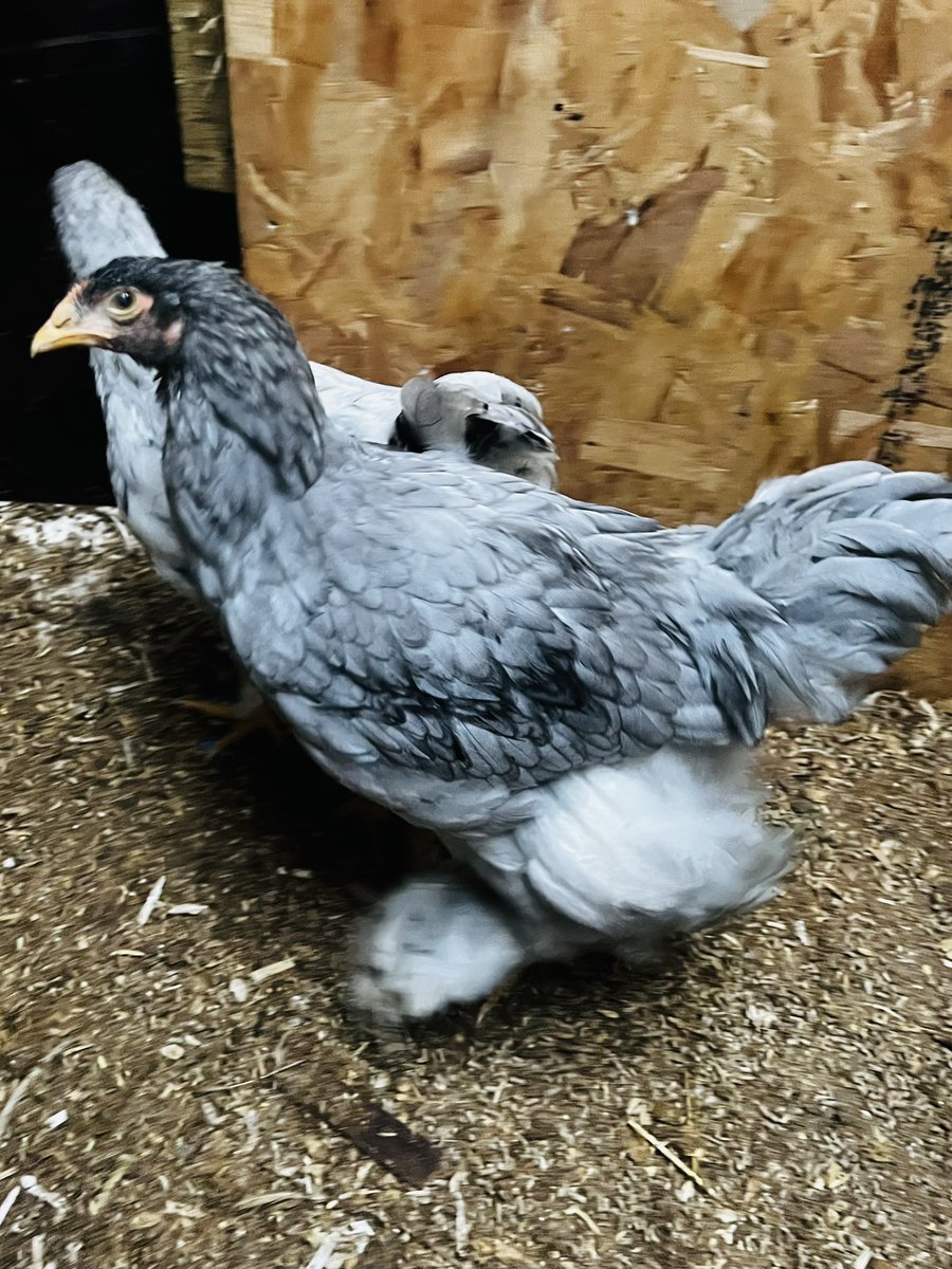 This are the xtra large Brahma chicks I’ve been growing, they are going to be mooosive chickens, and are a beautiful blue colour, I suspect this is a cockerel but the other two are slightly smaller so hopefully I have a trio to breed from, they look more like eagles than chickens