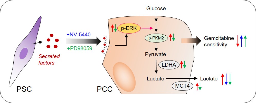 manamrut30's tweet photo. Our latest study https://t.co/AQMQJKObcM in #BMCCancerCellIneternational, reveals #Glycolysis drives chemotherapy resistance in #pancreaticcancer and its pharmacological inhibition retains #chemosensitivity. https://t.co/4JRrXESOo3