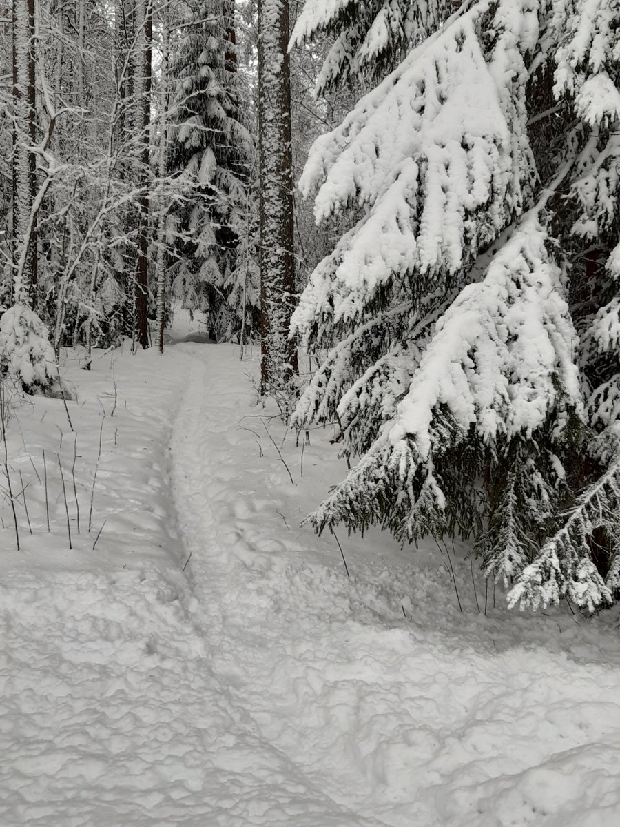 koomassi's tweet image. Aamupäiväkävelyllä.
#metsä #polku #happi