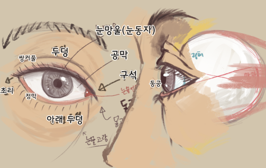 Odolgae (오돌개) tweet media