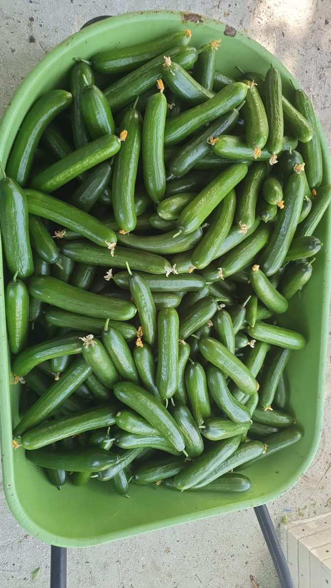 dhanduveriya_jr's tweet photo. Iguana loved the freshly harvested cucumbers from our farm. 
#smartfarming #autopot #cucumber #organic #visitmeedhoo #freshyield https://t.co/BTnYZAaf93
