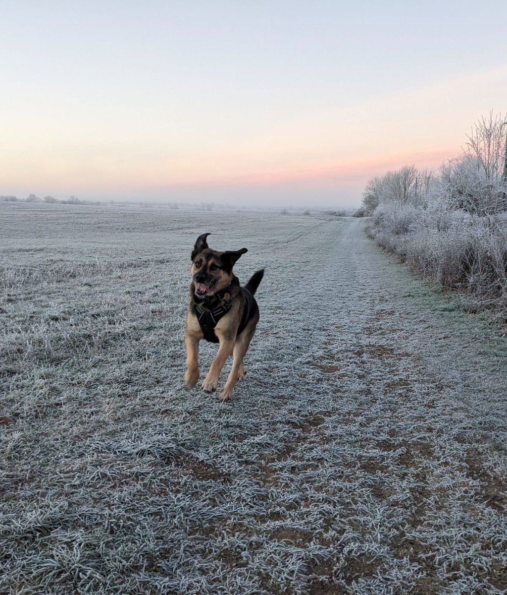 JamesNClements's tweet image. It was far too cold to walk on the ground this morning, so Bernie opted for flying instead!