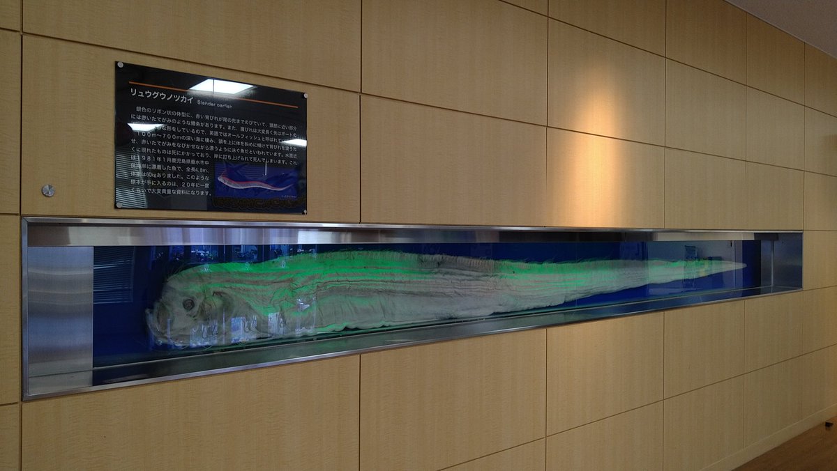 サンシャイン水族館で展示されてるリュウグウノツカイの液浸標本、無駄