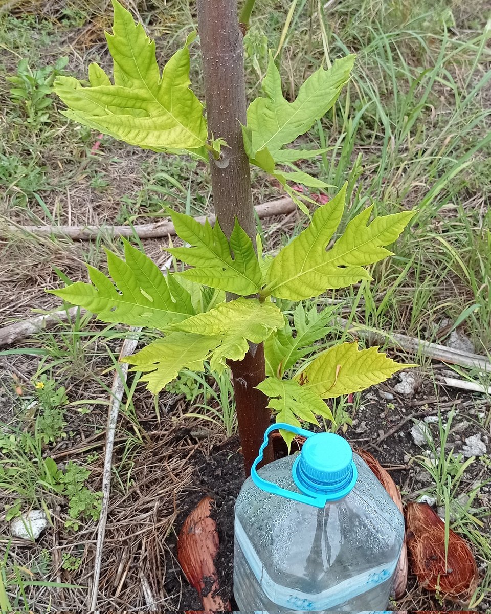 veshisaafu's tweet photo. As  we are cutting down breadfruit trees for personal use, most of the White Terns continue to lose their habitat. #breadfruittrees #adducity #veshisaafu #doyourshare #environment #planttrees https://t.co/UrfgdcIhnI