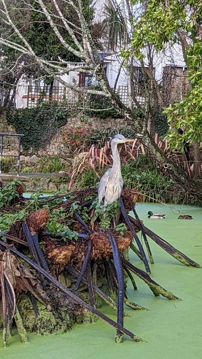 debashington's tweet photo. #Springwatch My son took this s photo yesterday. Never seen a heron at this location before. Victoria Park, Paignton https://t.co/mEmzGl9BKI