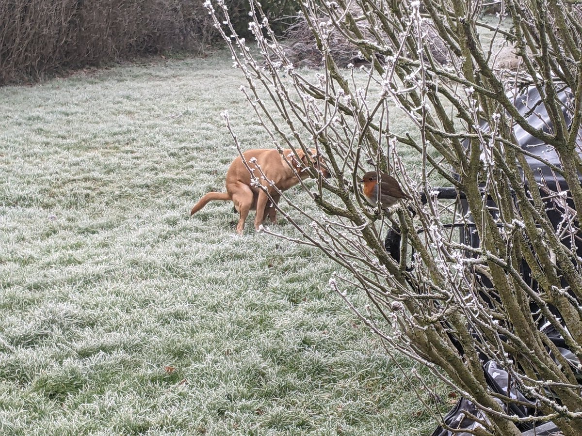 gm here's a beautiful picture of a robin this morning