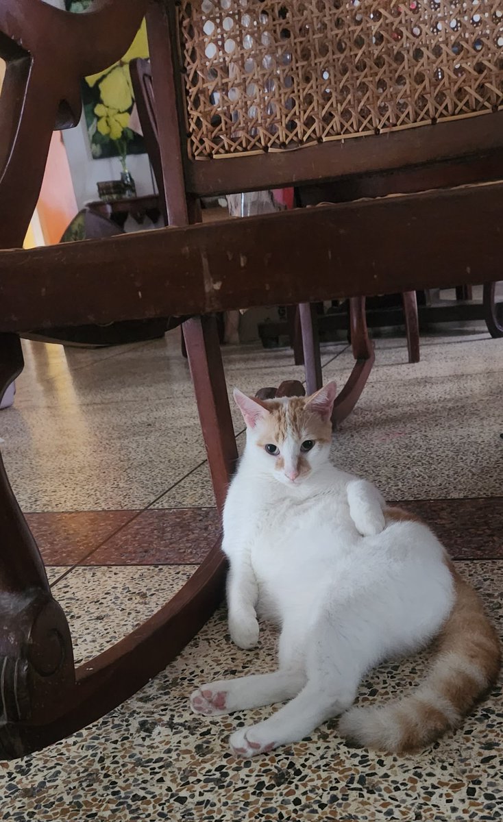 HausofKatzen's tweet photo. "Paint me like one of your French girls Jack " ~ Doc
#CatsOnTwitter #CatsOfTwitter #catsofinstagram #catpics #CatPicture #Titanic25thAnniversary https://t.co/NQbrNGo5AW