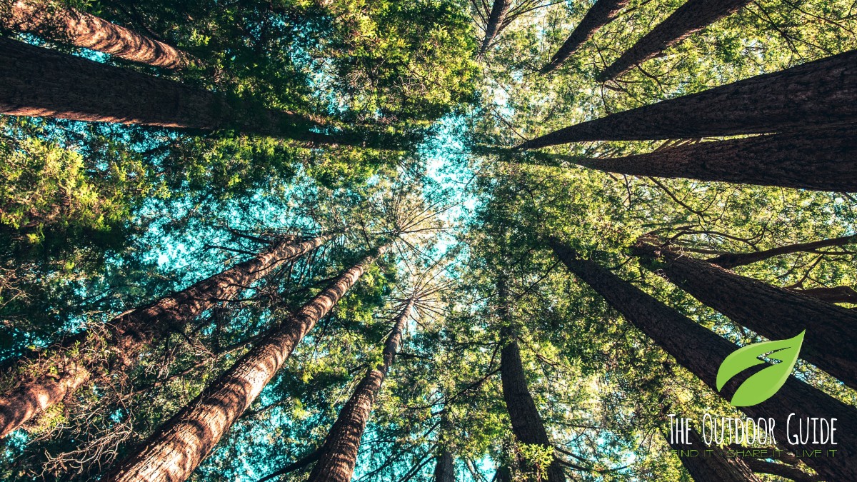 TOGWalks's tweet image. There&apos;s so much we have to thank trees for - they provide us with shelter, medicine, fuel, food, shade and so much more. Yet too many people suffer from &quot;plant apathy&quot;. Cheryl Rickman, @Treeglee, has written a blog for us all about it: theoutdoorguide.co.uk/tog-community-… 🌳💚