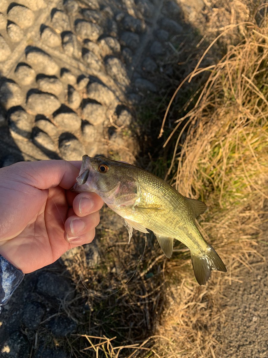toruso7561's tweet photo. 久々にツイート💦
今年初フィッシュは初荒川温泉でした
人は多いし、釣り方もわからなかったんで苦戦しました…😰
とりあえず4匹、サイズはでませんでした😑 https://t.co/czMerI8lnb