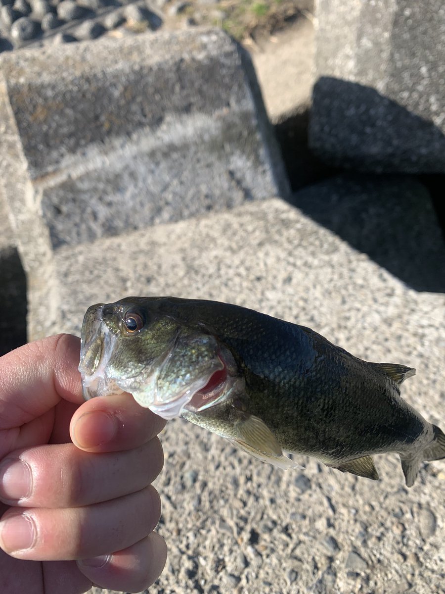 toruso7561's tweet photo. 久々にツイート💦
今年初フィッシュは初荒川温泉でした
人は多いし、釣り方もわからなかったんで苦戦しました…😰
とりあえず4匹、サイズはでませんでした😑 https://t.co/czMerI8lnb