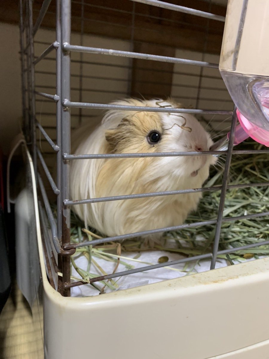 頭にチモシー乗せて
お洒落なローラン☺️