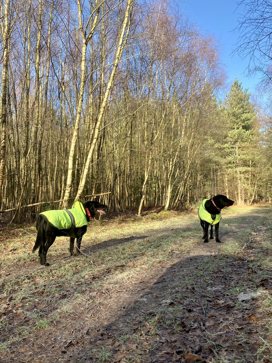 GHS015's tweet photo. A frosty forest walk then home for breakfast.
Mine, they’ve had theirs. https://t.co/NYIvHPZVlO