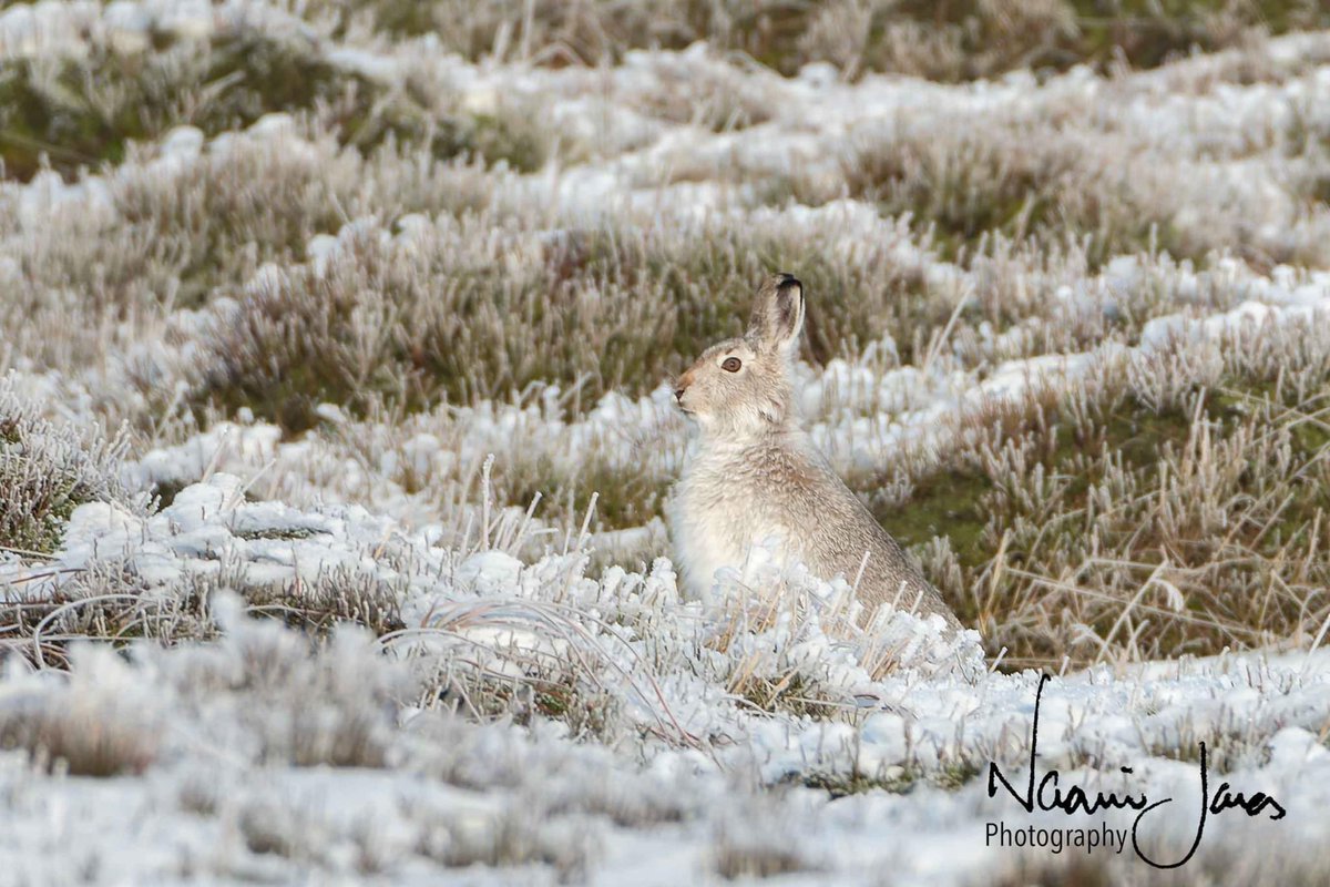 Always wonderful to see these beautiful creatures in their winter coats! Not always easy to spot!! 😆 #lovepeakdistrictmontainhares #peakdistrict #darkpeak #lovewildlife #Winterwatch <a href="/BBCWinterwatch/">BBC Winterwatch</a> <a href="/DerbysWildlife/">Derbyshire Wildlife Trust</a> <a href="/Britnatureguide/">The British Nature Guide</a> @PeakDistrictNT <a href="/CarlosBedson/">Dr Carlos Bedson</a>