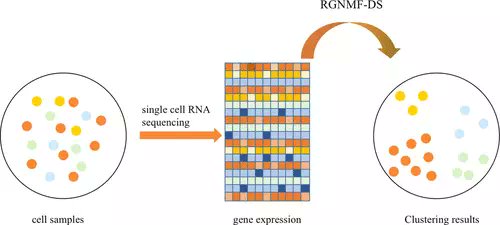 JCIM_JCTC's tweet image. Robust Graph Regularized NMF with Dissimilarity and Similarity Constraints for #ScRNAseq Data #Clustering #UnsupervisedLearning #cheminformatics
pubs.acs.org/doi/10.1021/ac…
#vol62 #issue23 #JCIM #bioinformatics