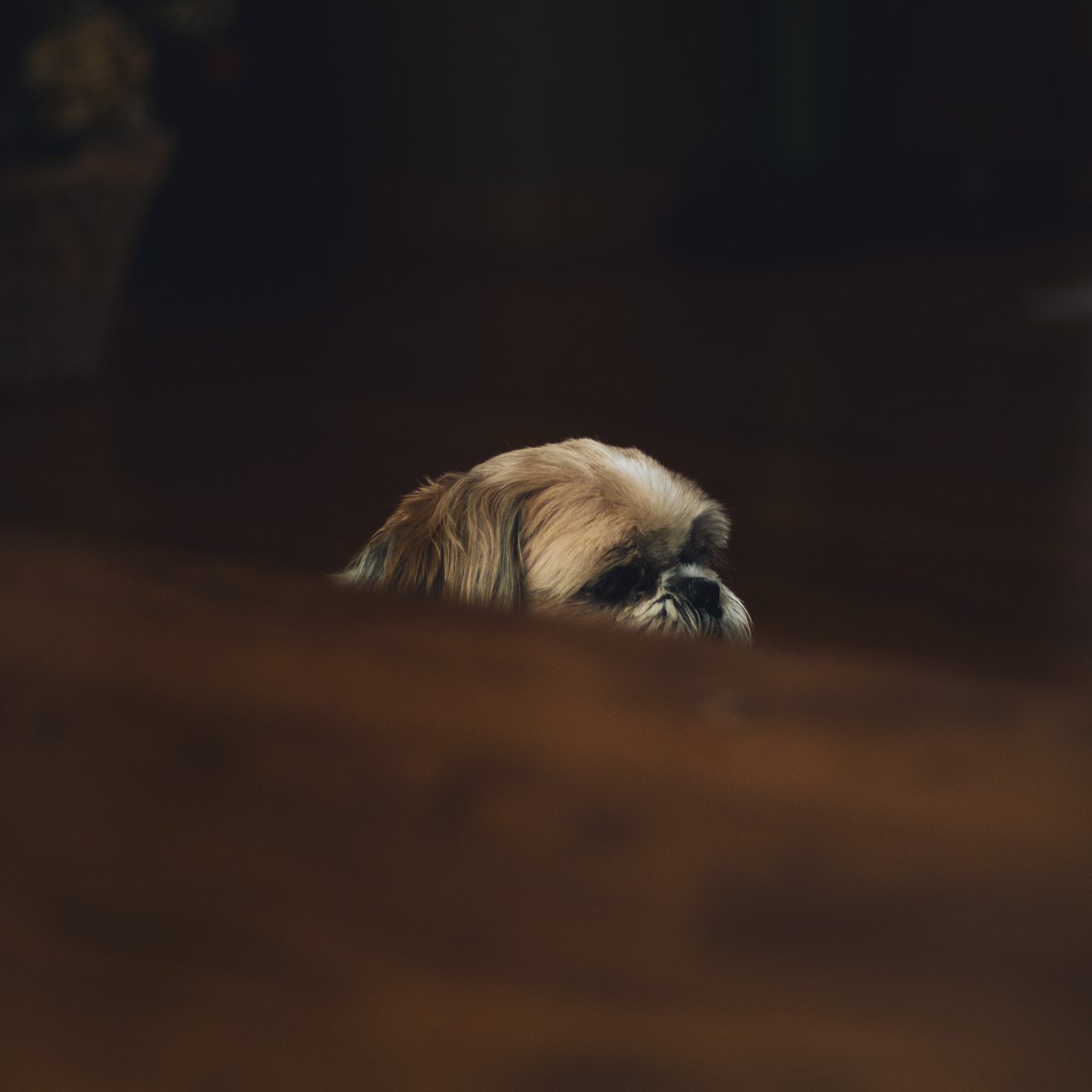 _solson's tweet image. my dog