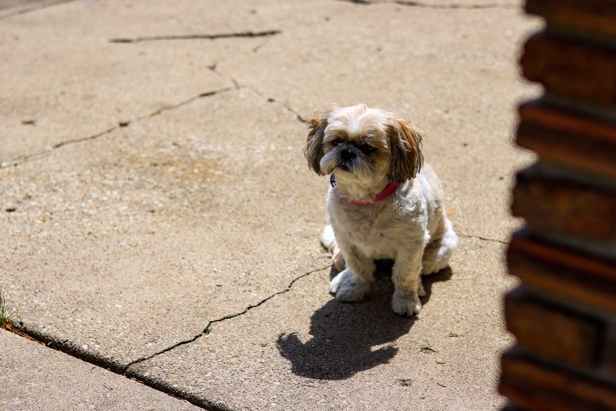 _solson's tweet image. my dog